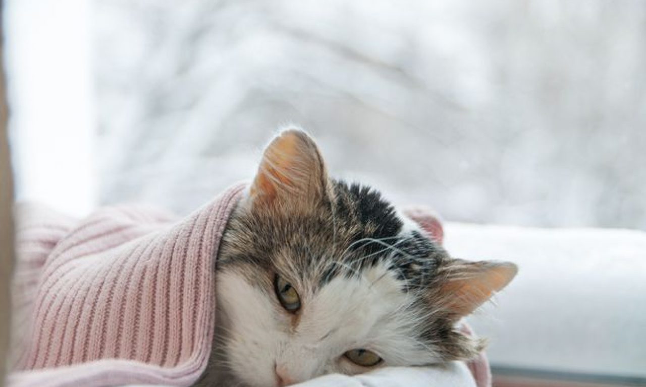 Τα Σημάδια που δείχνουν οτι η γάτα σας έχει πυρετό