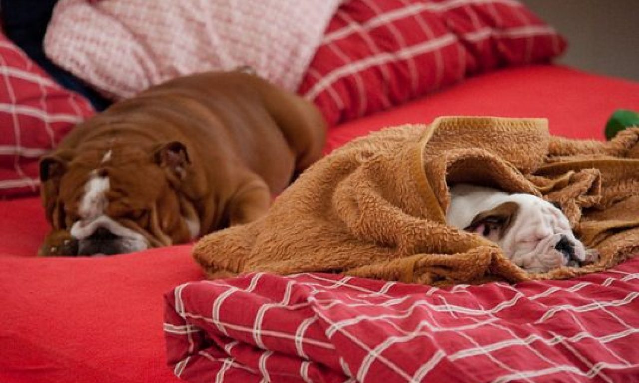 3 Σημάδια που δείχνουν οτι ο σκύλος σας έχει πυρετό