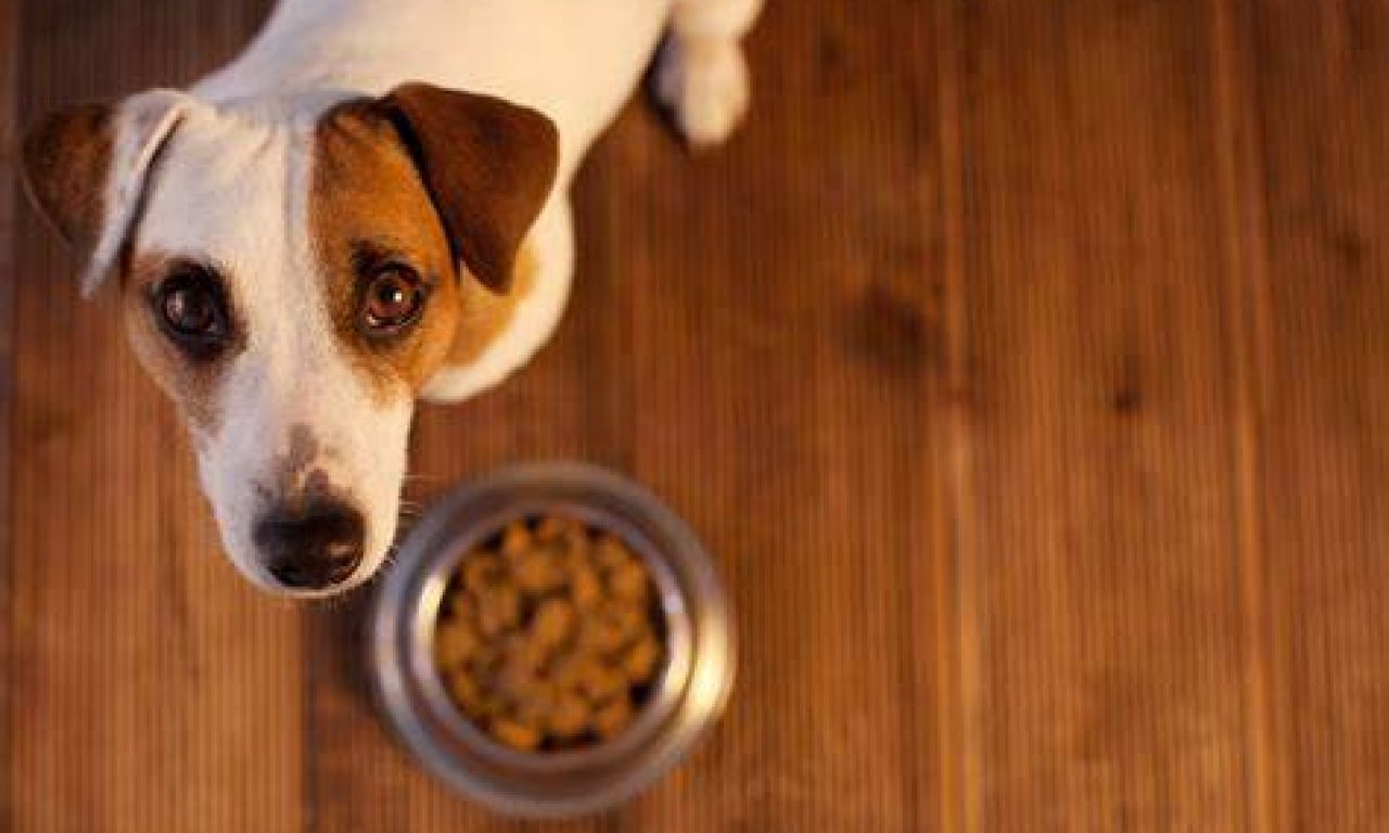 5 Τρόποι για να ξέρετε οτι η τροφή του σκύλου σας αξίζει τα χρήματα