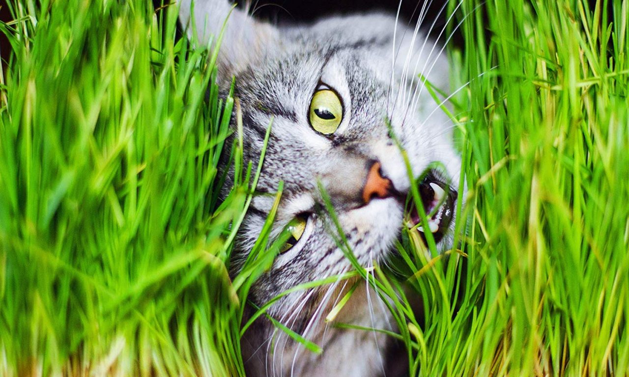 Γιατί οι Γάτες τρώνε γρασίδι?