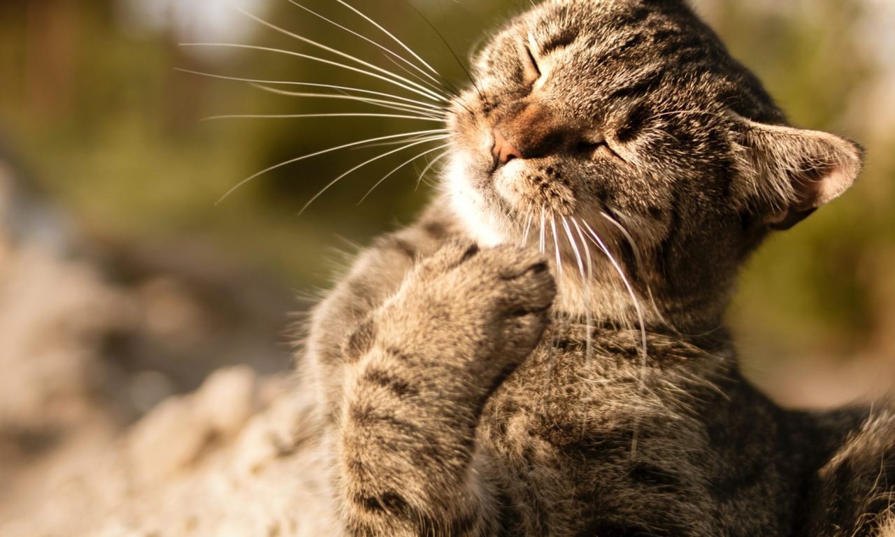 Κοινά προβλήματα υγείας της γάτας: Πώς να διατηρήσετε τη γάτα σας υγιή 