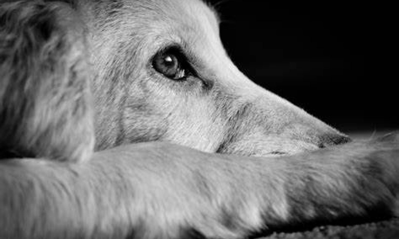 Όλες οι ενδείξεις άγχους σε σκύλους και κουτάβια σύμφωνα με τους Κτηνίατρους