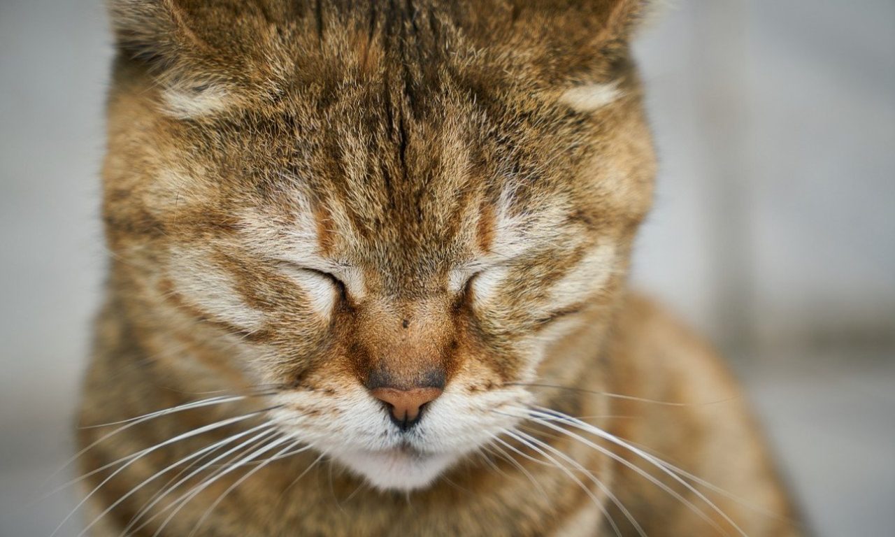 7 τρόποι για να καταλάβετε αν η γάτα σας πονάει – μερικοί μπορεί να σας εκπλήξουν!