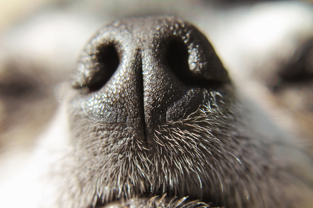 Ξηρή μύτη σκύλου: Πώς να θεραπεύσετε αυτή την άβολη κατάσταση